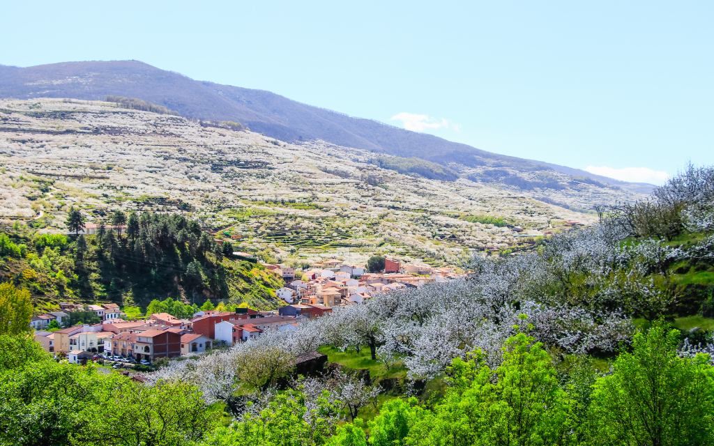 El pasiaje más famoso de la primavera española llega desde el valle del Jerte, en Cáceres