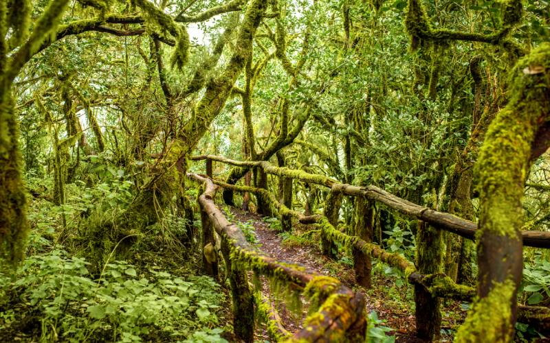 La Gomera maravillará con sus paisajes, que pueden recorrerse fácilmente haciendo senderismo