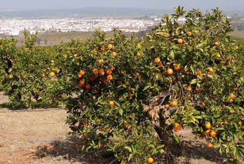 Naranjos a las afueras de Palma del Río