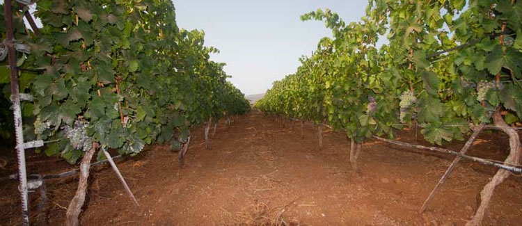 Vino Valle de Güímar