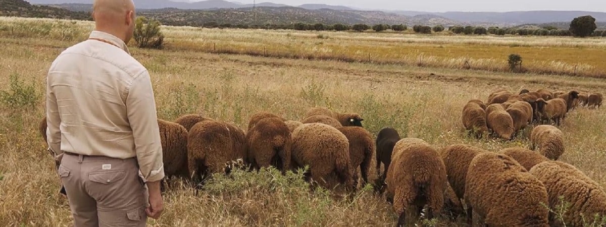 La oveja merina: celebrando un modo de vida
