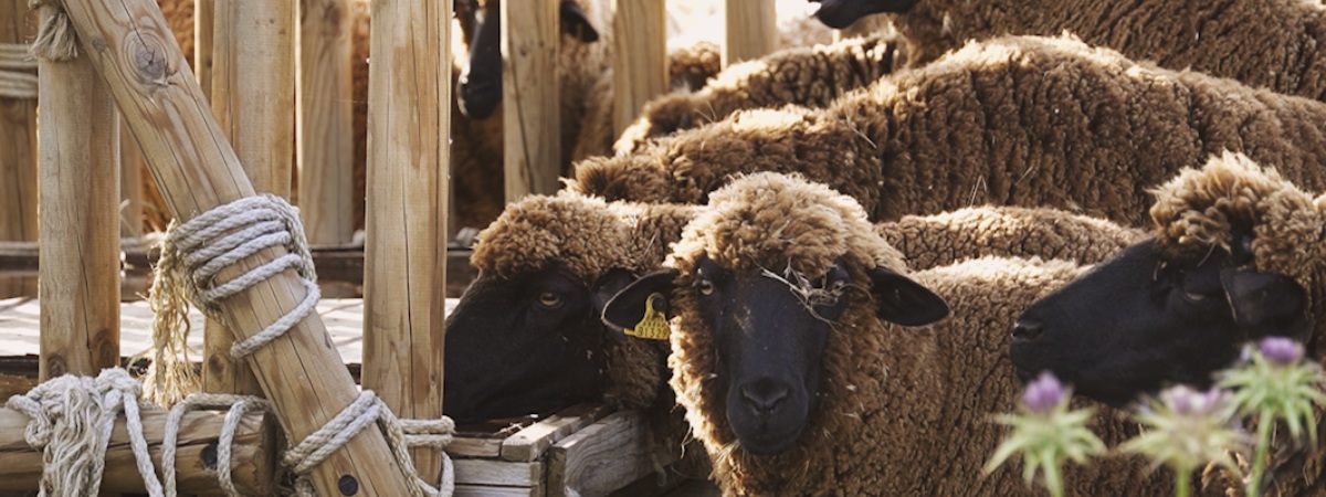 La oveja merina: celebrando una forma de vida