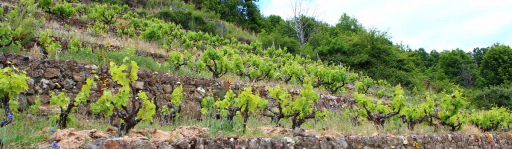 Vinos Sierra de Salamanca
