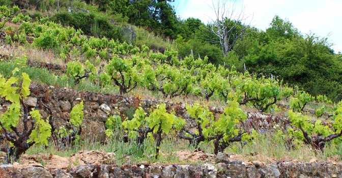 Vinos Sierra de Salamanca