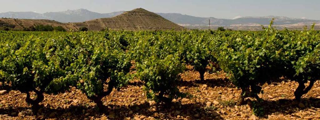 vino Rioja en País Vasco