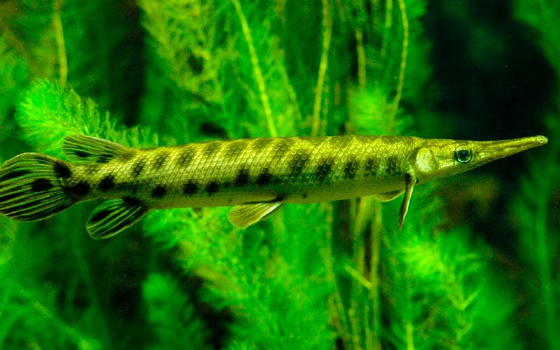 peces más raros del mundo