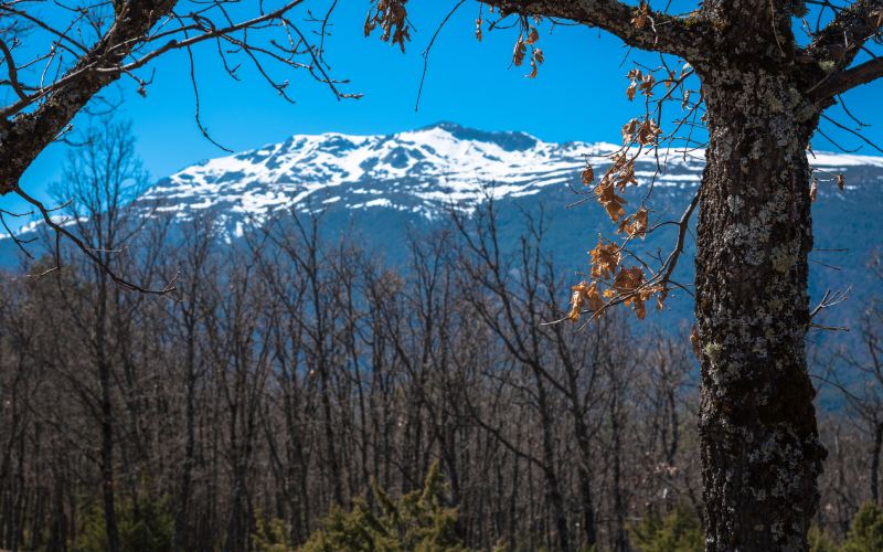 Imagen de las cumbres nevadas tras los árboles otoñales en el bosque de Rascafría