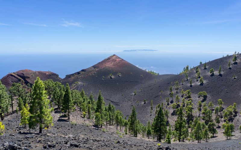 Ruta de los volcanes Pinos canarios en la Ruta de los Volcanes