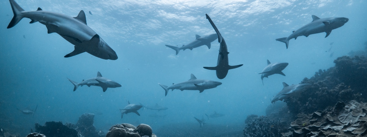 Playas españolas que harán las delicias de tiburones y bañistas