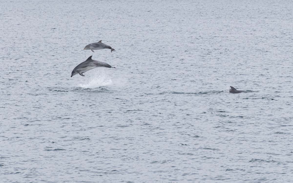 Delfines avistados en la costa de Vigo