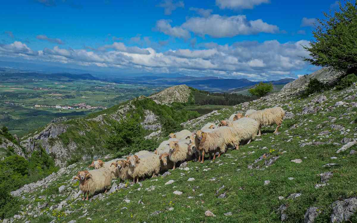 Ovejas Latxa en las montañas de Euskadi