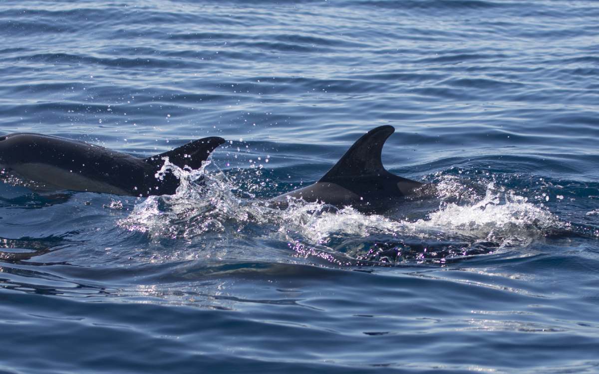 Delfines avistados en el Cantábrico