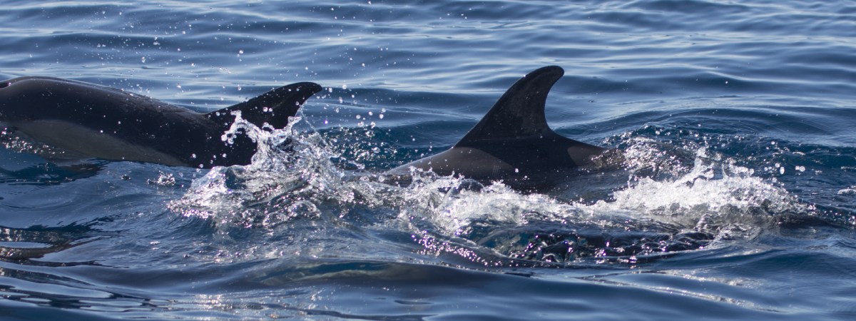 ver ballenas y delfines, Los mejores lugares para ver ballenas y delfines en libertad