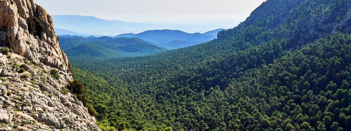 Los 10 bosques más grandes de España