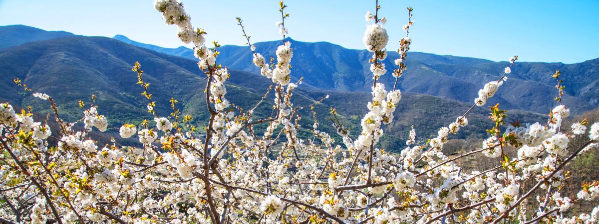 Bellos paisajes de primavera para ver la floración en España