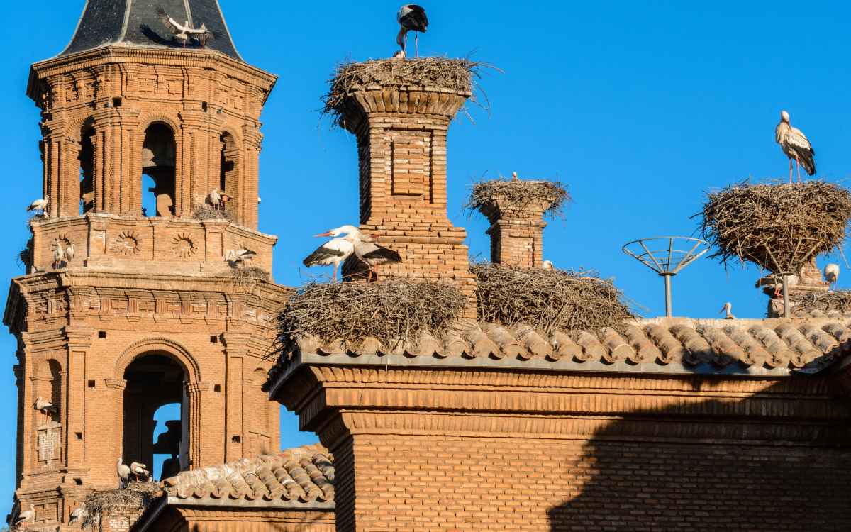 Cigüeñas en la Colegiata de San Miguel, Alfaro
